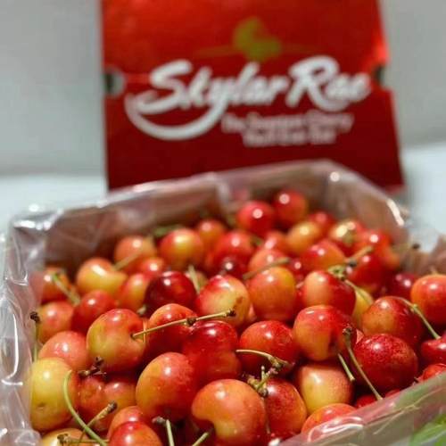 【现货】斯凯拉雷天空之城Skylar Rae黄车厘子整箱4斤大果脆甜