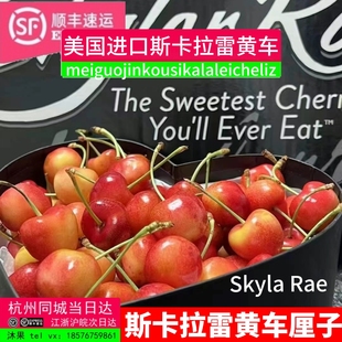 斯凯拉雷黑天鹅Skylar Rae黄车厘子JJ级整箱4斤大果脆甜多汁顺丰