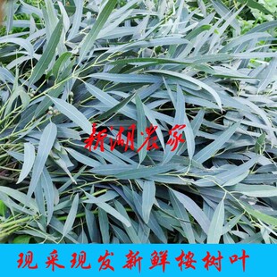 蜜袋鼯 桉树叶 除臭垫材天然零食尤加利 新鲜小叶桉树叶500克包邮