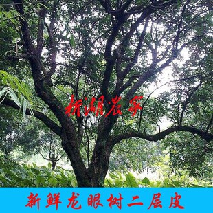 新鲜龙眼树皮 桂圆皮 野生树皮 龙眼树二层皮500克包邮