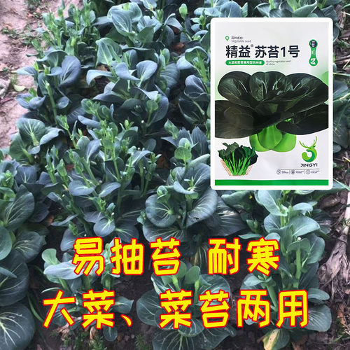 爱农优选 精益苏苔1号 苏州青种子 耐寒易抽薹 大菜、菜苔两用