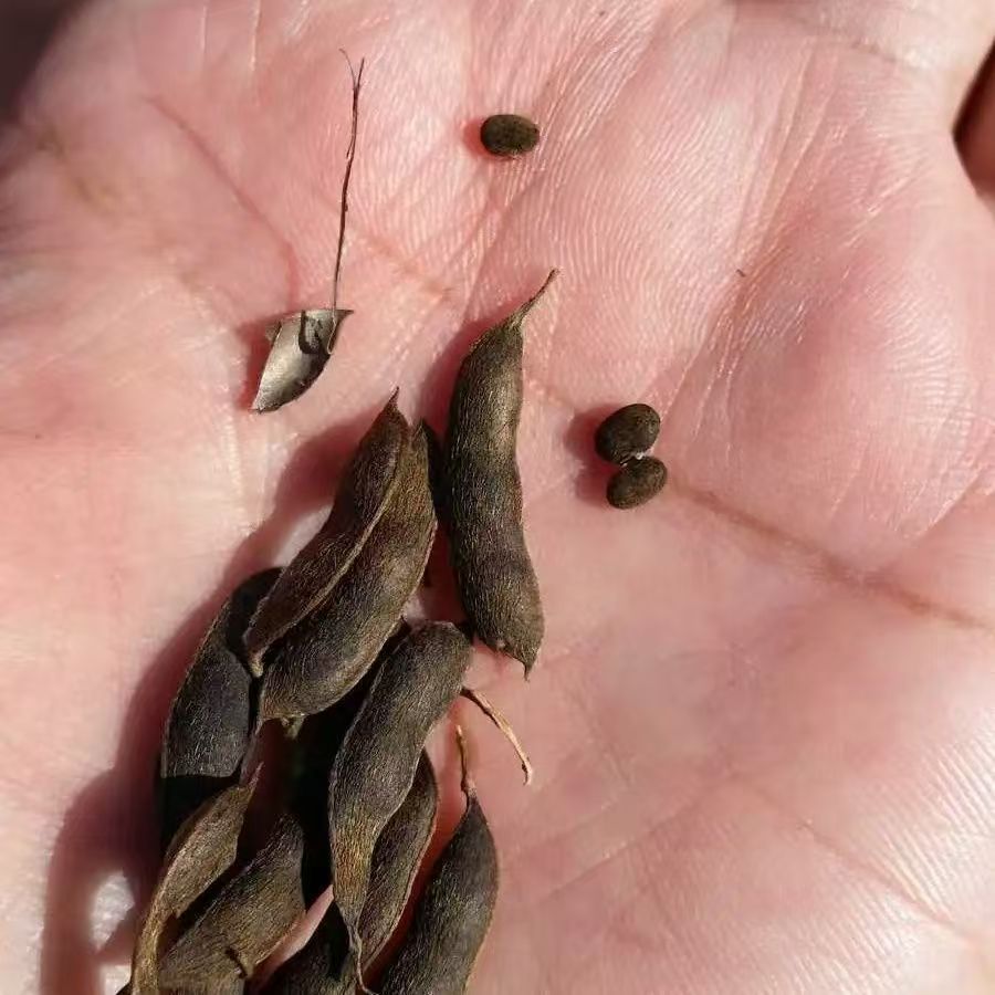野生黑小豆500克《本草纲目》记载黄河滩野生肾型黄芯药用小黑豆