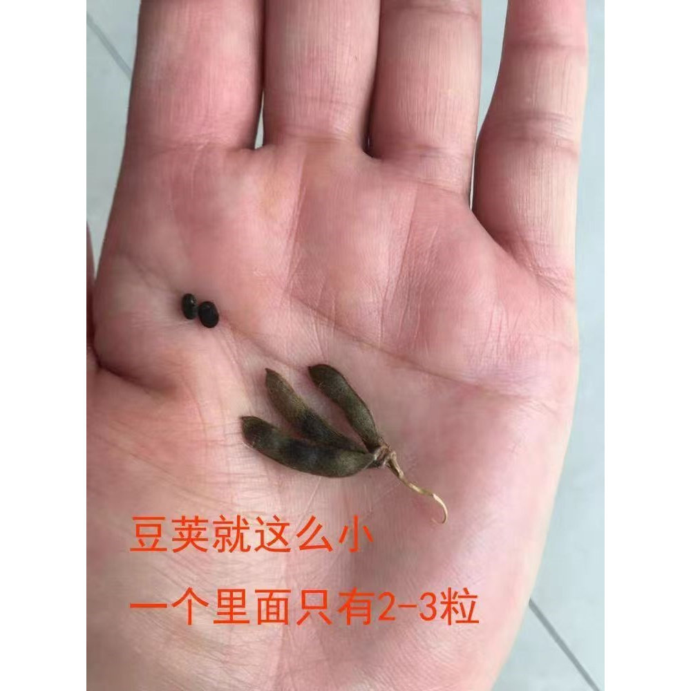 古老品种野生肾型黄心小黑豆500g药用黑豆马科黑豆野料豆黑马料豆