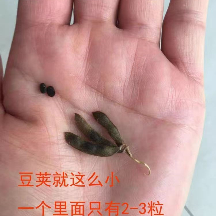 野生黑小豆500克《本草纲目》记载黄河滩野生肾型黄芯药用小黑豆