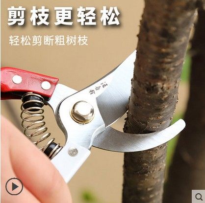 汪吾铨园林园艺剪刀园丁剪花枝修剪树枝剪刀果枝剪修花剪刀修枝剪