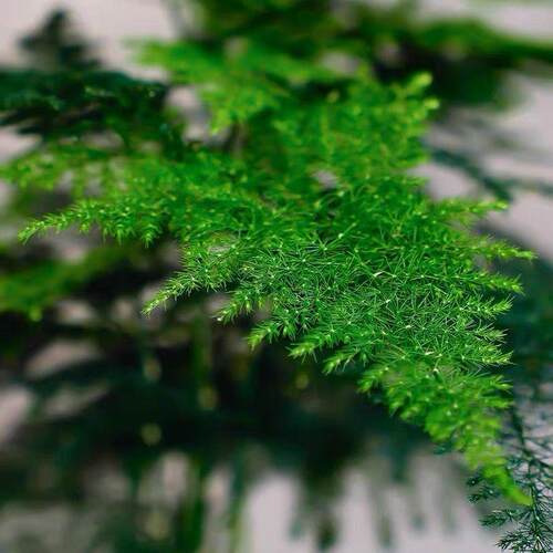 文竹盆栽室内客厅植物花卉办公室绿植桌面净化空气创意小盆景原盆