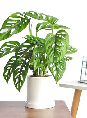 米歇尔仙洞龟背竹盆栽室内办公桌面观叶植物四季常青好养