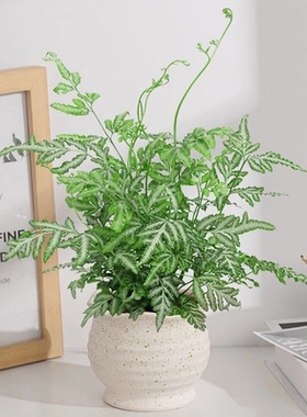 夏雪银线蕨类盆栽室内耐阴观叶绿植净化空气好养护