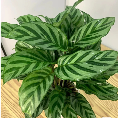 翠叶竹芋绿植室内观赏叶植物条纹叶片净化空气DIY材料包