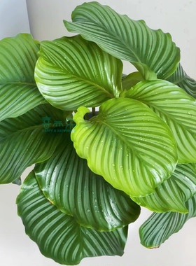青苹果竹芋盆栽室内办公桌面观叶植物四季常青好养