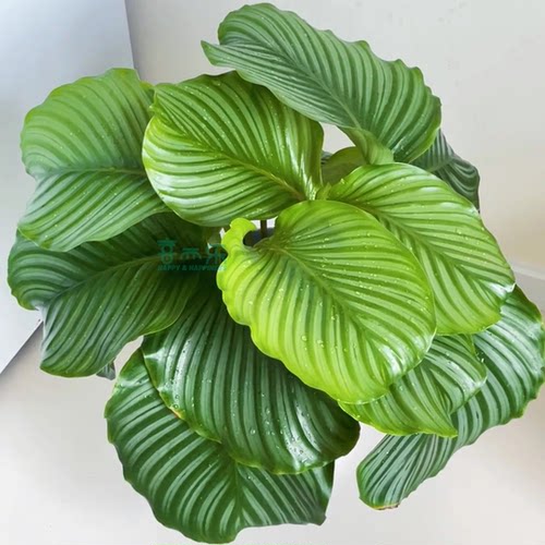 青苹果竹芋盆栽室内办公桌面观叶植物四季常青好养