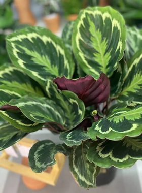 彩虹竹芋盆栽观叶类花卉室内客厅四季常青好养易活花苗耐阴大绿植