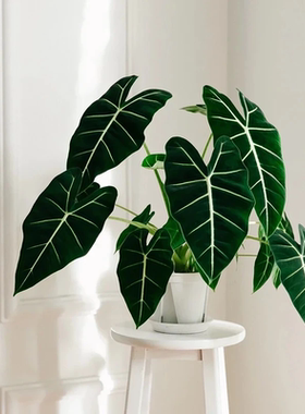 绿天鹅绒海芋绿植盆栽绿植物进口竹芋室内阳台桌面观叶