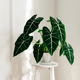 绿天鹅绒海芋绿植盆栽绿植物进口竹芋室内阳台桌面观叶