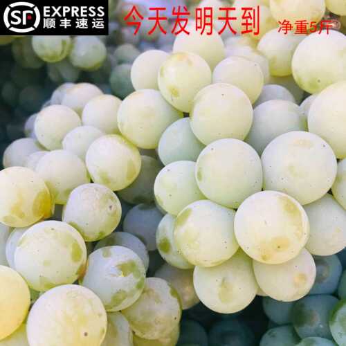 贵州新鲜孕妇水果葡萄5斤顺丰