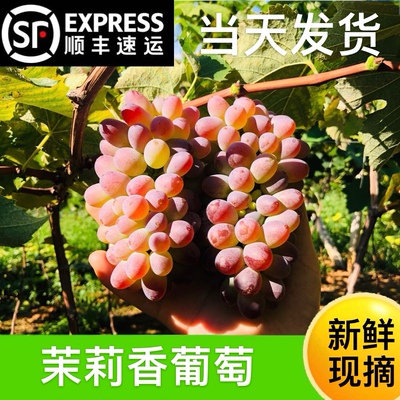 茉莉香葡萄新鲜孕妇水果无籽红提子郁金香玫瑰香当季现采顺丰包邮