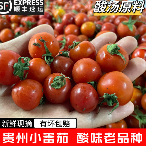 贵州农家番茄新鲜小西红柿毛辣果酸水果小海茄海辣子酸汤火锅用
