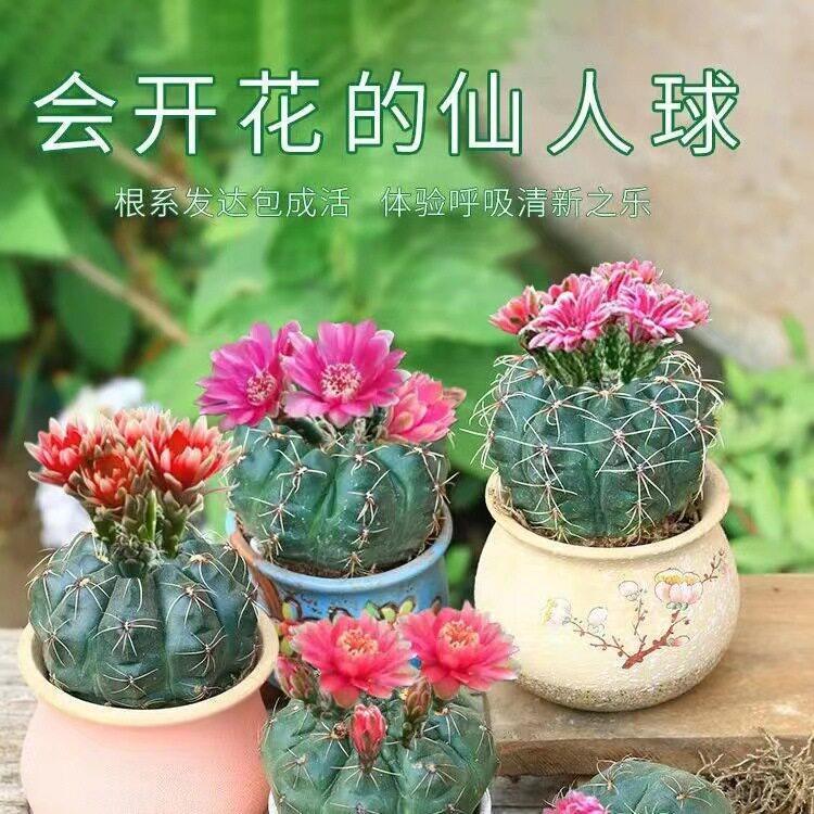 绯花玉仙人球四季开花好养美化空气阳台客厅公室绿植盆栽花卉