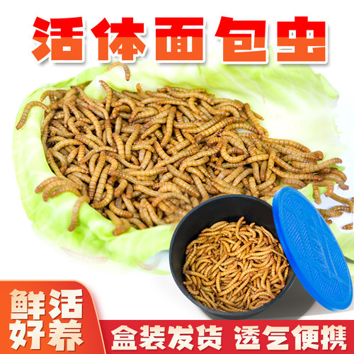 活体面包虫黄粉虫宠物食物钓鱼