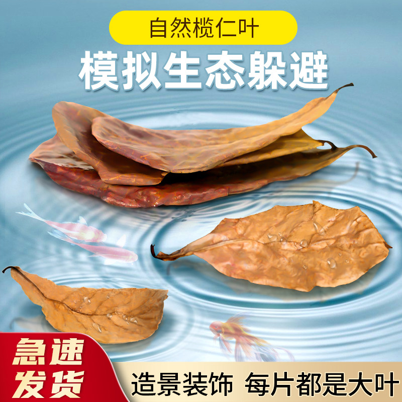 榄仁叶模拟环境造景榄仁叶免洗图片