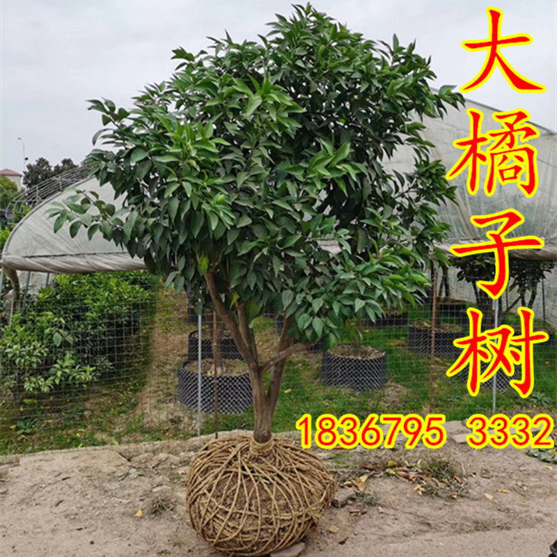 特大桔子树庭院柑桔树树苗砂糖桔橘子柑橘蜜桔当年结果盆栽地栽