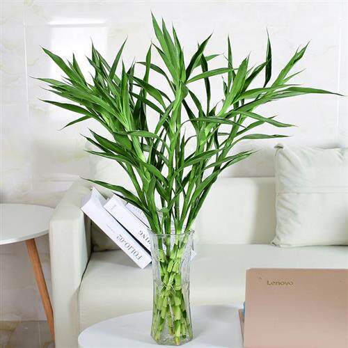 带根富贵竹水培植物竹子盆栽开转运竹水养家养绿植客厅招财节节高