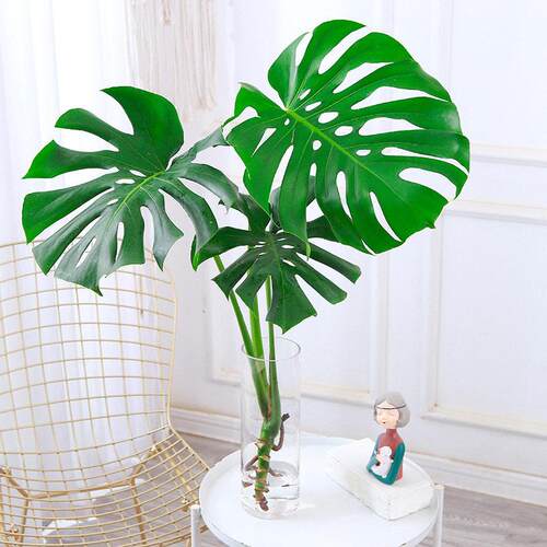 水培植物龟背竹大叶绿植室内客厅开背吸甲醛老桩四季常青水养植物