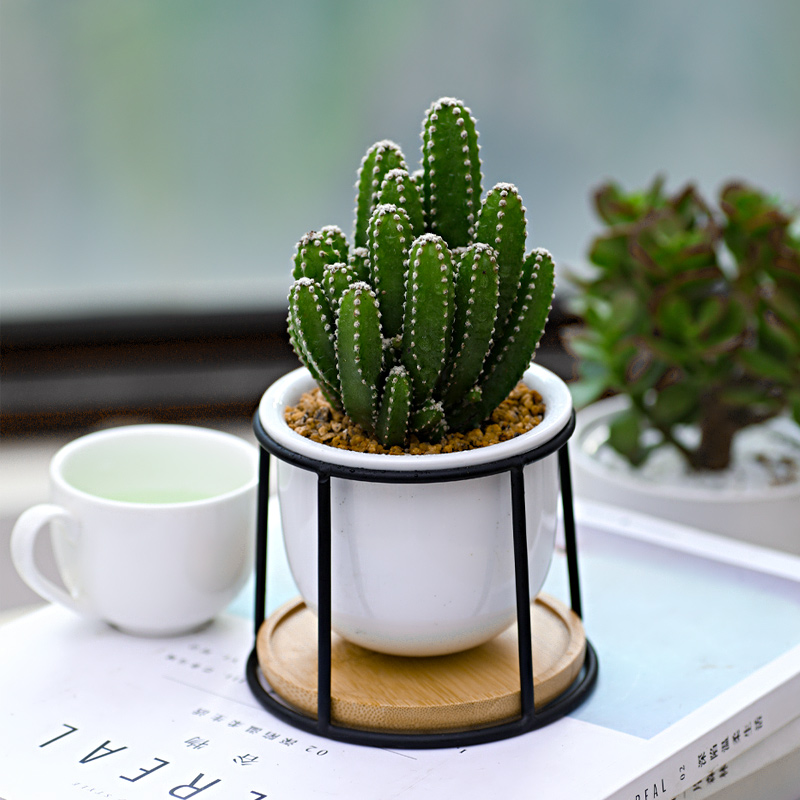 盆栽办公室多肉绿植净化空气