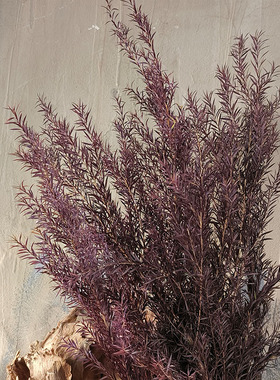 天然千层金干花花束永生家居样版房茶社民宿软装饰拍摄道具真花