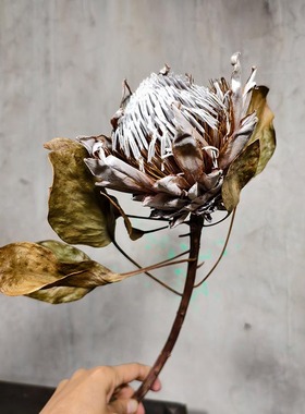 进口公主帝王干花花束家居样版房咖啡厅插花装饰造景复古文艺拍照