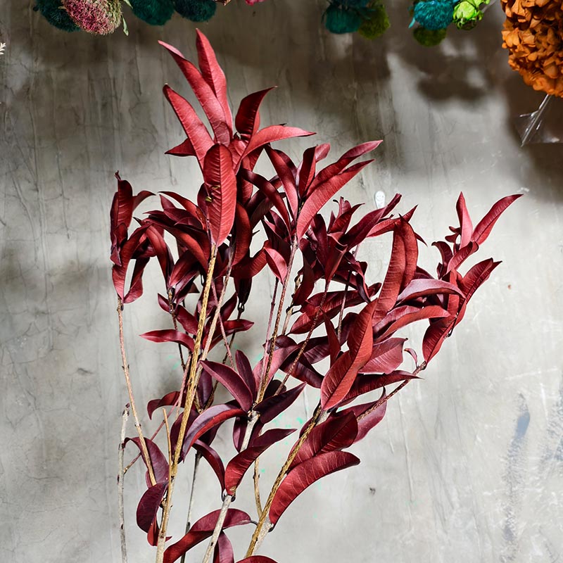 永生桂花叶栀子玉兰叶材天然树叶子干花插花创意造景软装侘寂风