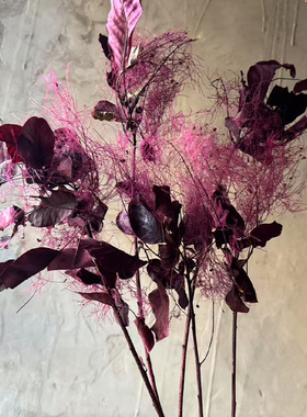 雾中情人干花永生花黄栌叶材天然真花装饰花束配花红色梦幻草烟树