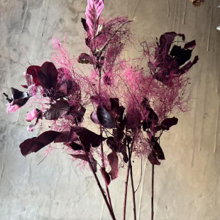 雾中情人干花永生花黄栌叶材天然真花装饰花束配花红色梦幻草烟树