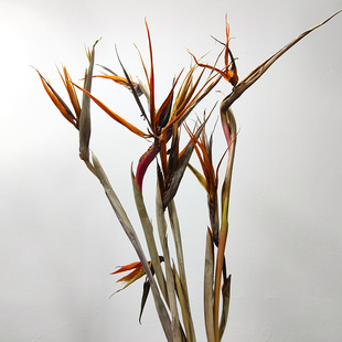天堂鸟叶天鹤望然植物干花花束客厅永生创意软装饰造型摆件侘寂风