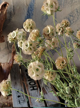 天然植物风车果干花花束真花家居店铺陈列造型创意设计软装饰diy