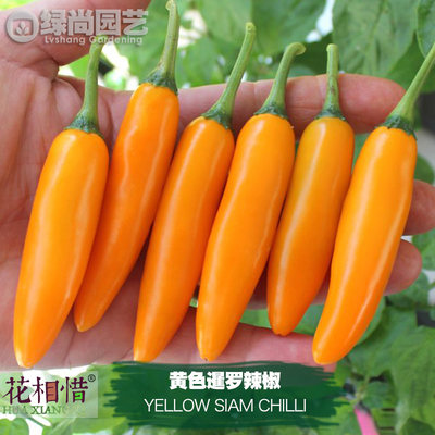 黄色泰国辣椒种子进口中高辣四季播种阳台盆栽蔬菜种籽瓜果辣椒苗
