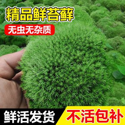 青苔藓鲜活微景观绿植盆桌面