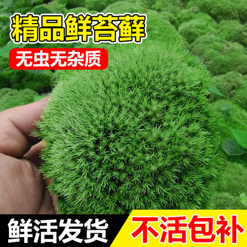 青苔藓鲜活微景观绿植盆桌面