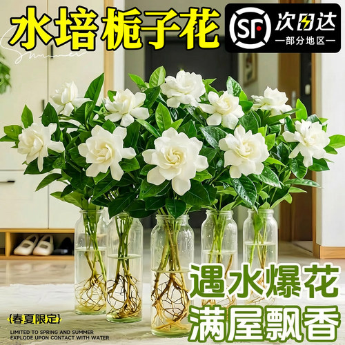 【全网热销10w+】栀子花水培植物