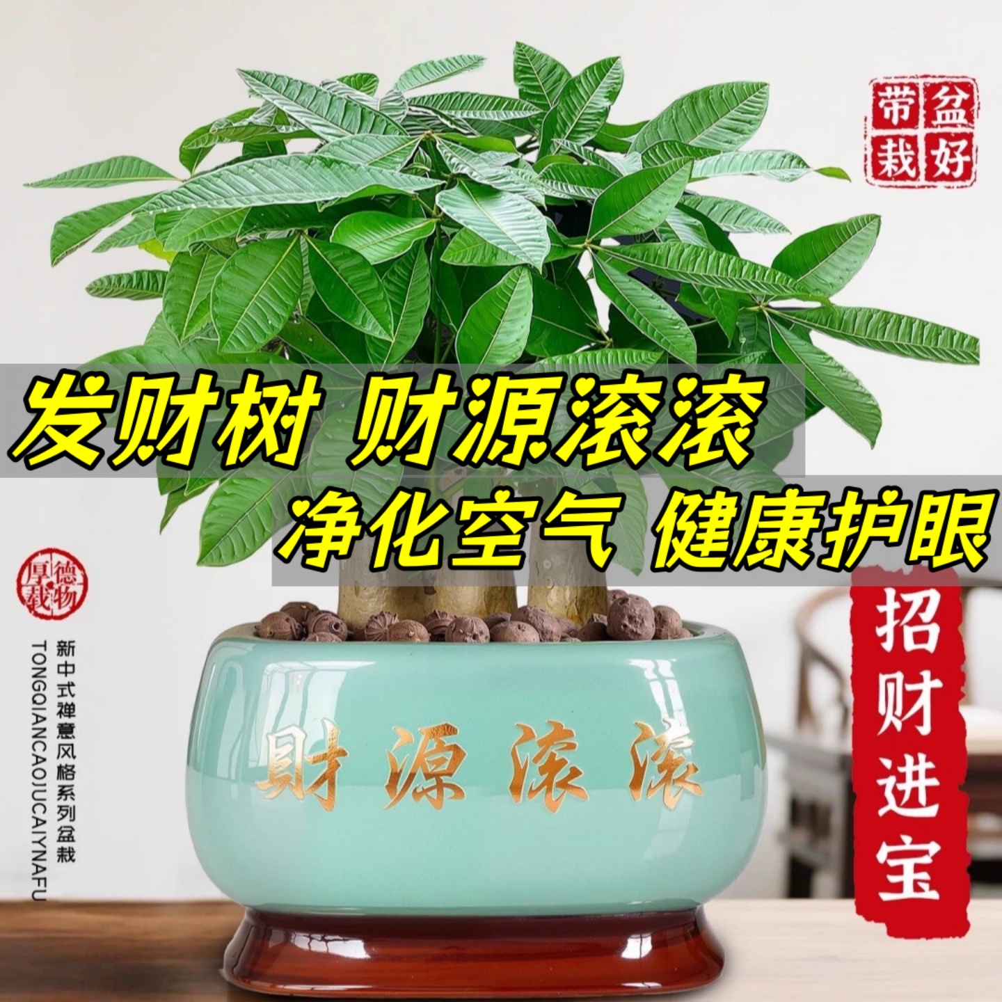 【好养包成活】旺宅发财树盆栽