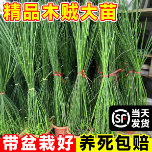 植物木贼盆栽节节草笔管池塘水生绿植花园庭院造景高级感四季花镜