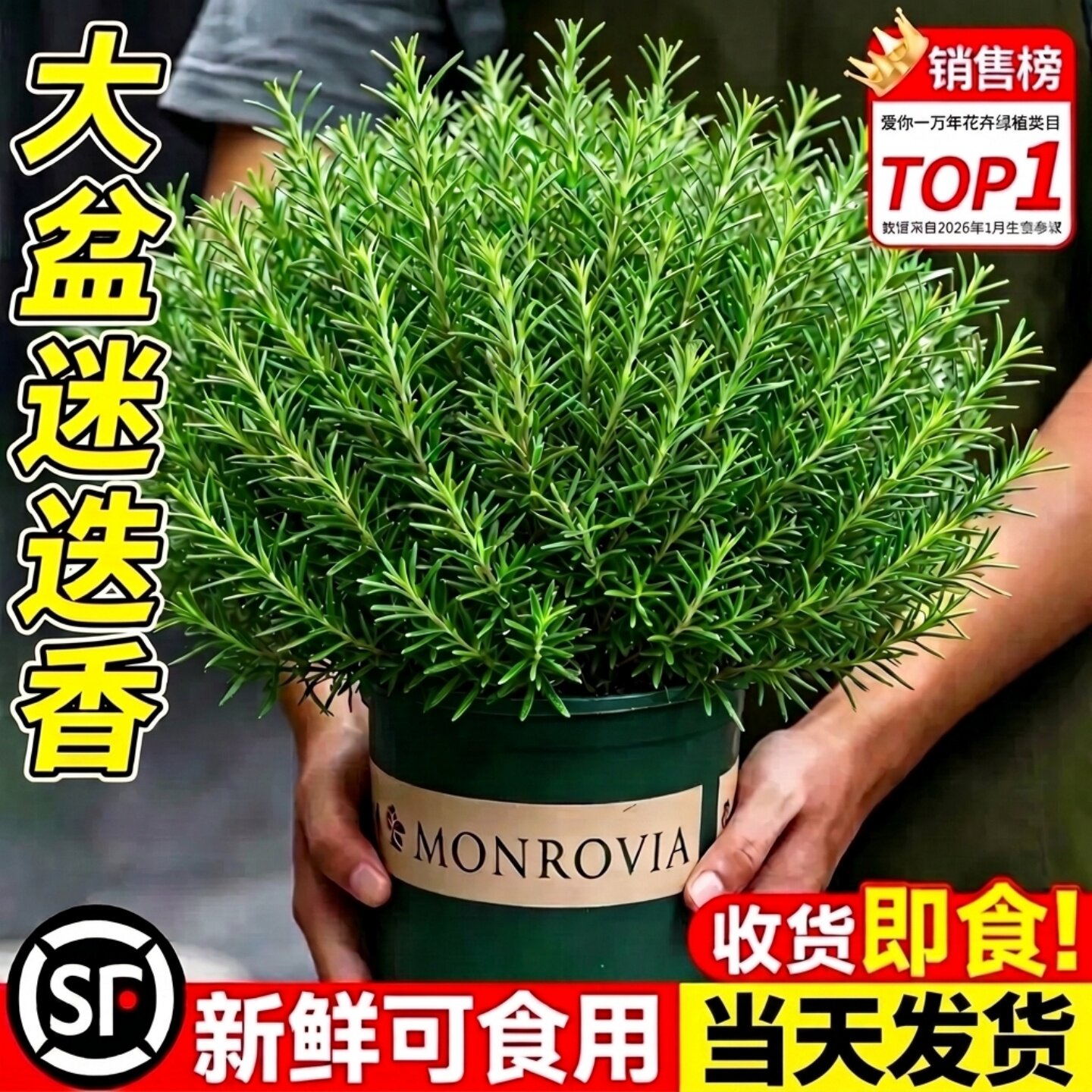 可食用大苗迷迭香收到即食图片