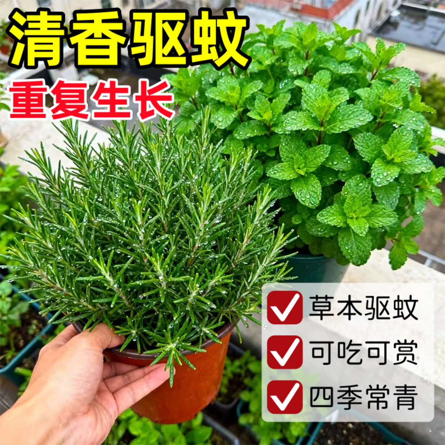 留兰香薄荷盆栽可食用驱蚊植物室内提神防困神器好养活绿植迷迭香