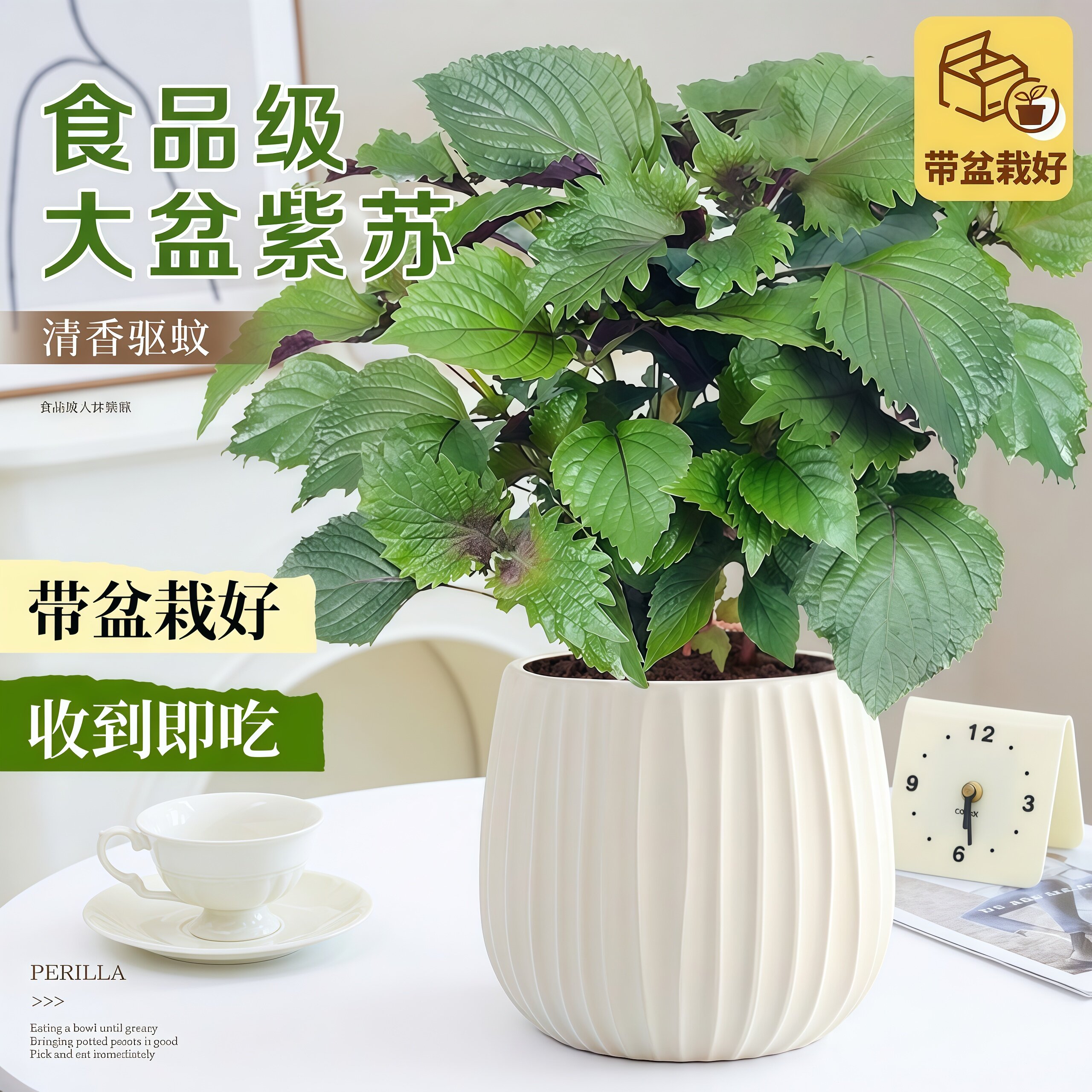 紫苏盆栽可食用紫苏苗带土新鲜应季当季有机蔬菜香草绿植盆栽室内