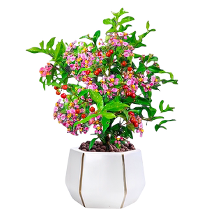 台湾李氏樱桃盆景窗台阳台四季开花卉植物好养活姬紫薇樱桃小盆栽