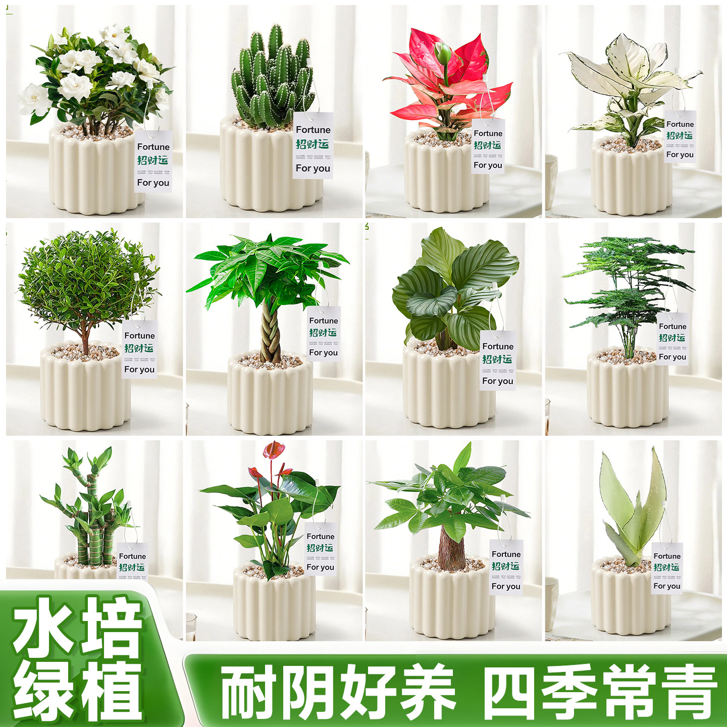 老师推荐幼儿园小植物盆栽图片