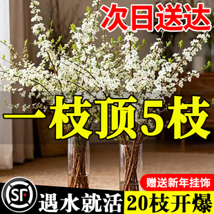 水培植物雪柳鲜枝带花苞干枝水养干支家用插花鲜花卉室内好活绿植