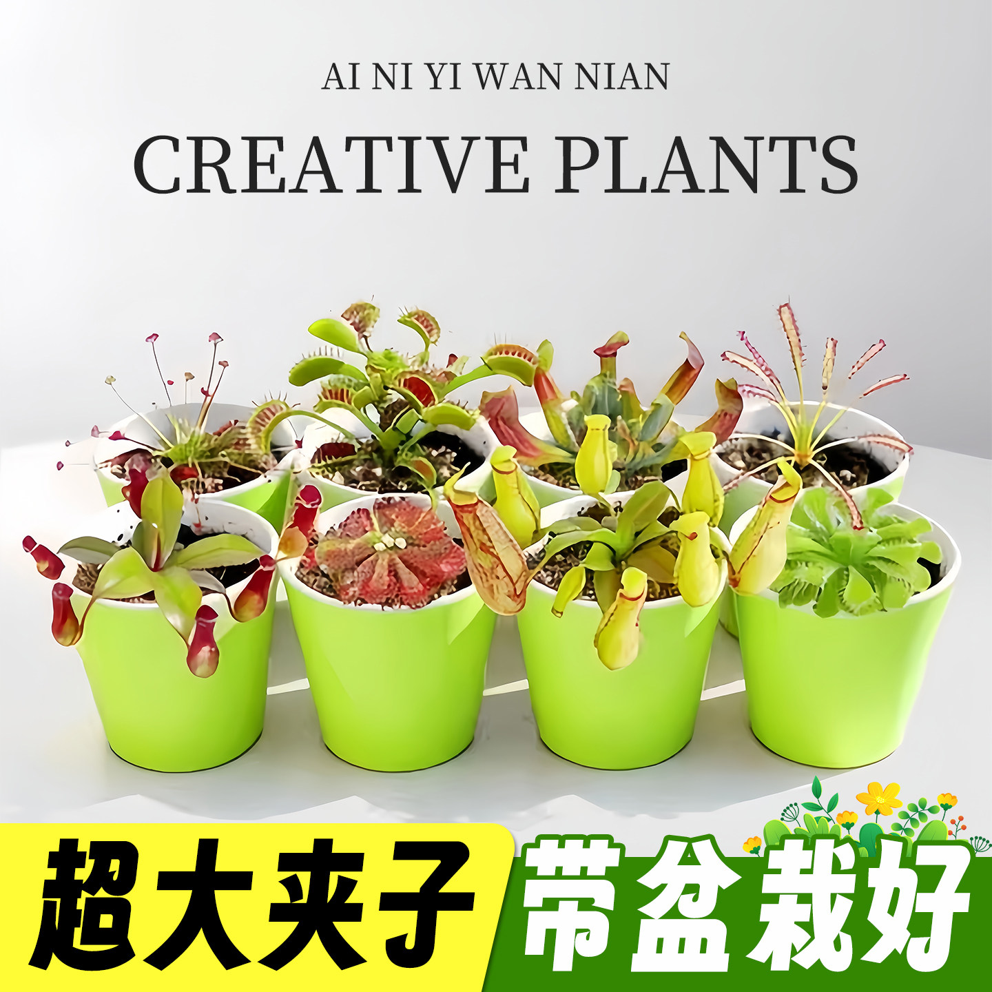 捕蝇草盆栽食虫植物吃虫子猪笼草夏季办公桌面驱蚊绿植食虫草夹子