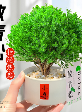 放青松绿植雾松室内小盆栽雾凇办公室桌面放轻松植物摆件四季好养