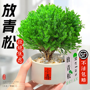 放青松绿植雾松室内小盆栽雾凇办公室桌面放轻松植物摆件四季好养